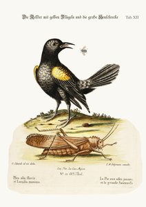 The Yellow-winged Pye, and Greatest Locust, 1749-73